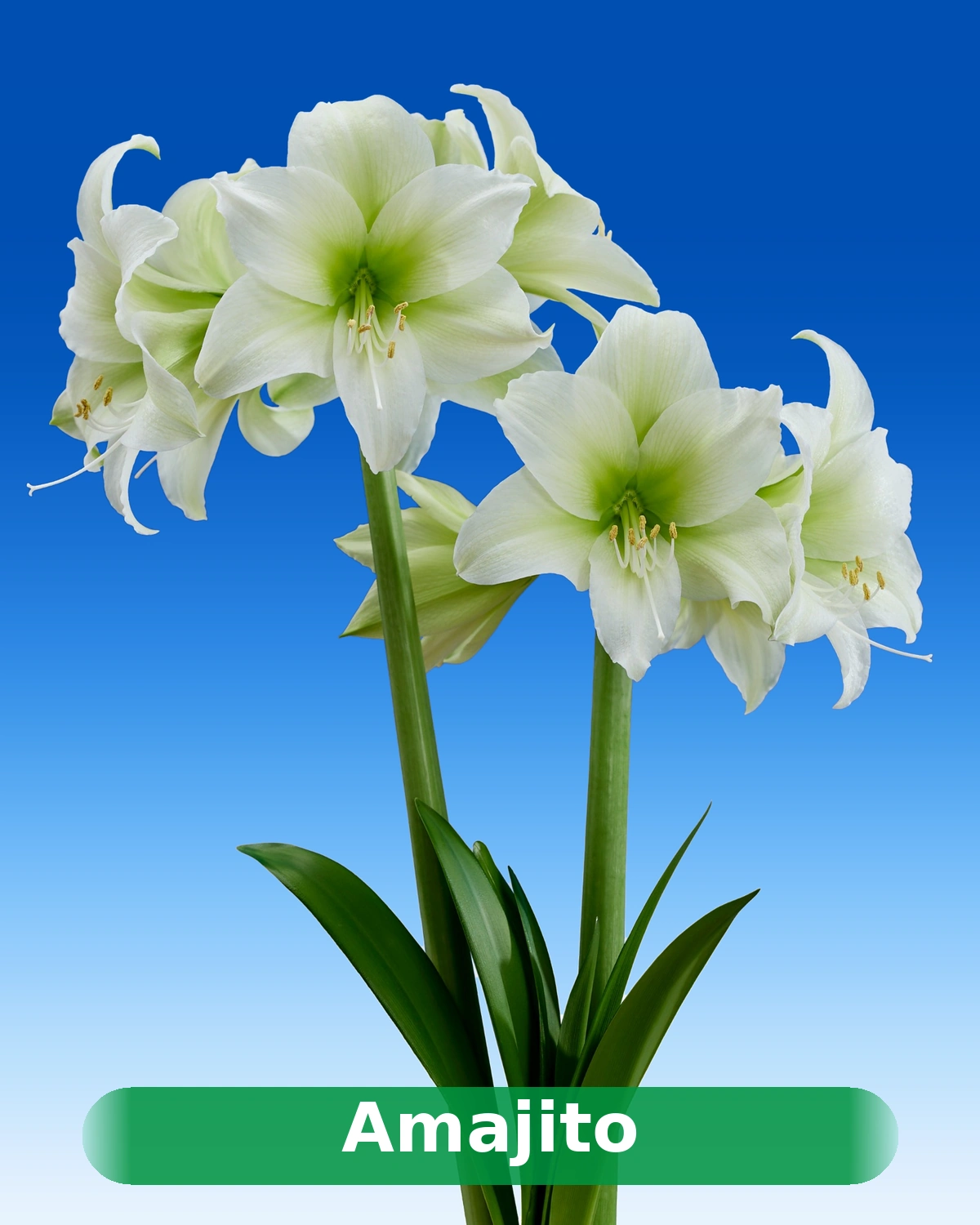Amajito® amaryllis van Park Amaryllis — Amajito lime amaryllis from Park Amaryllis