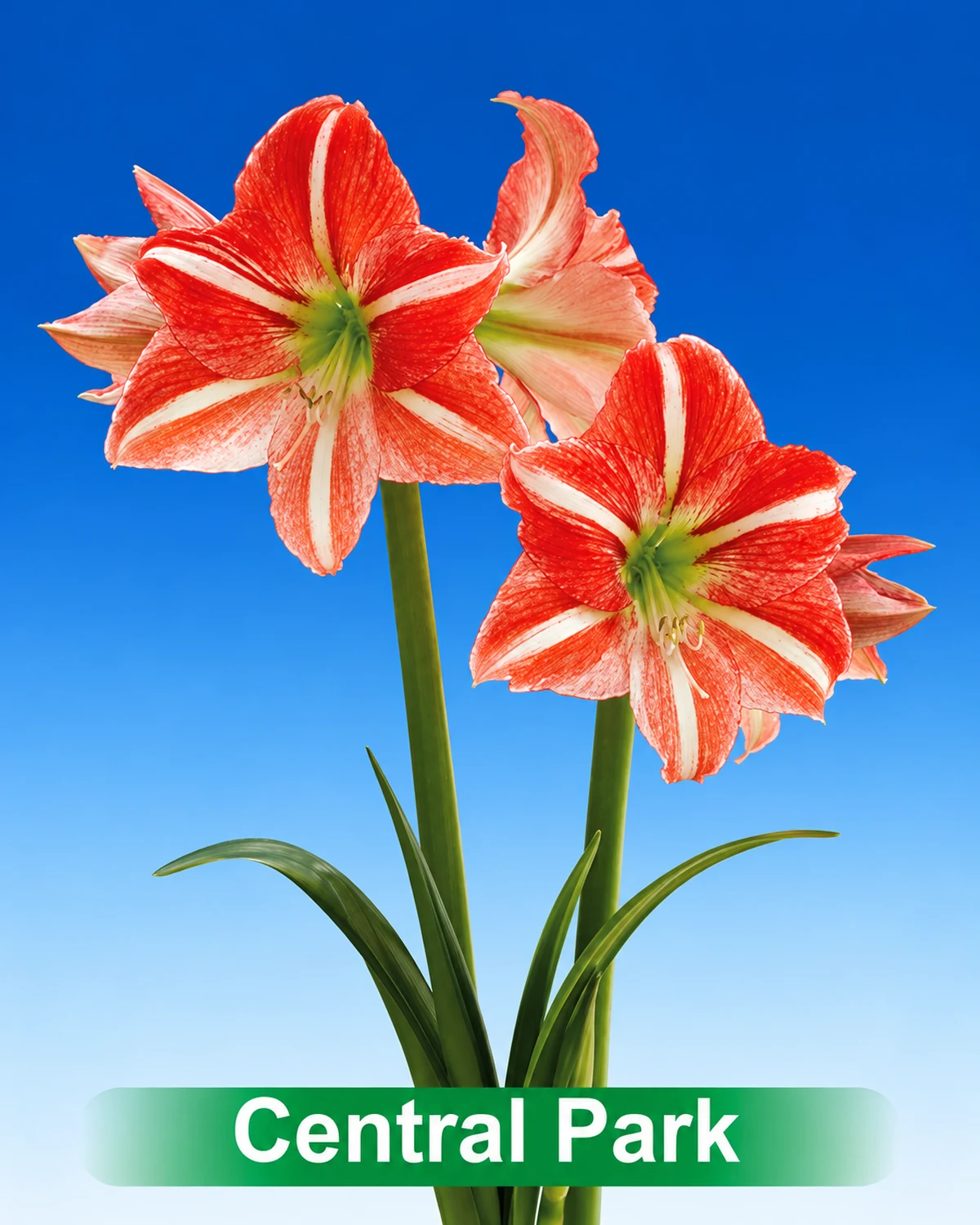 Central Park® amaryllis van Park Amaryllis — Central Park red and white striped amaryllis from Park Amaryllis