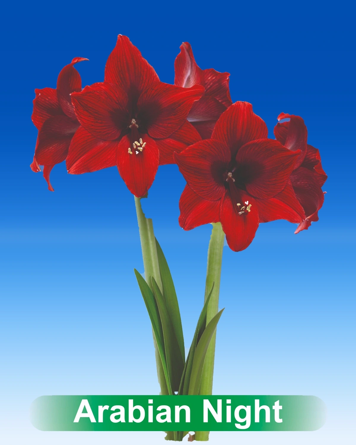 Arabian Night® amaryllis van Park Amaryllis — Arabian Night a dark red amaryllis from Park Amaryllis.