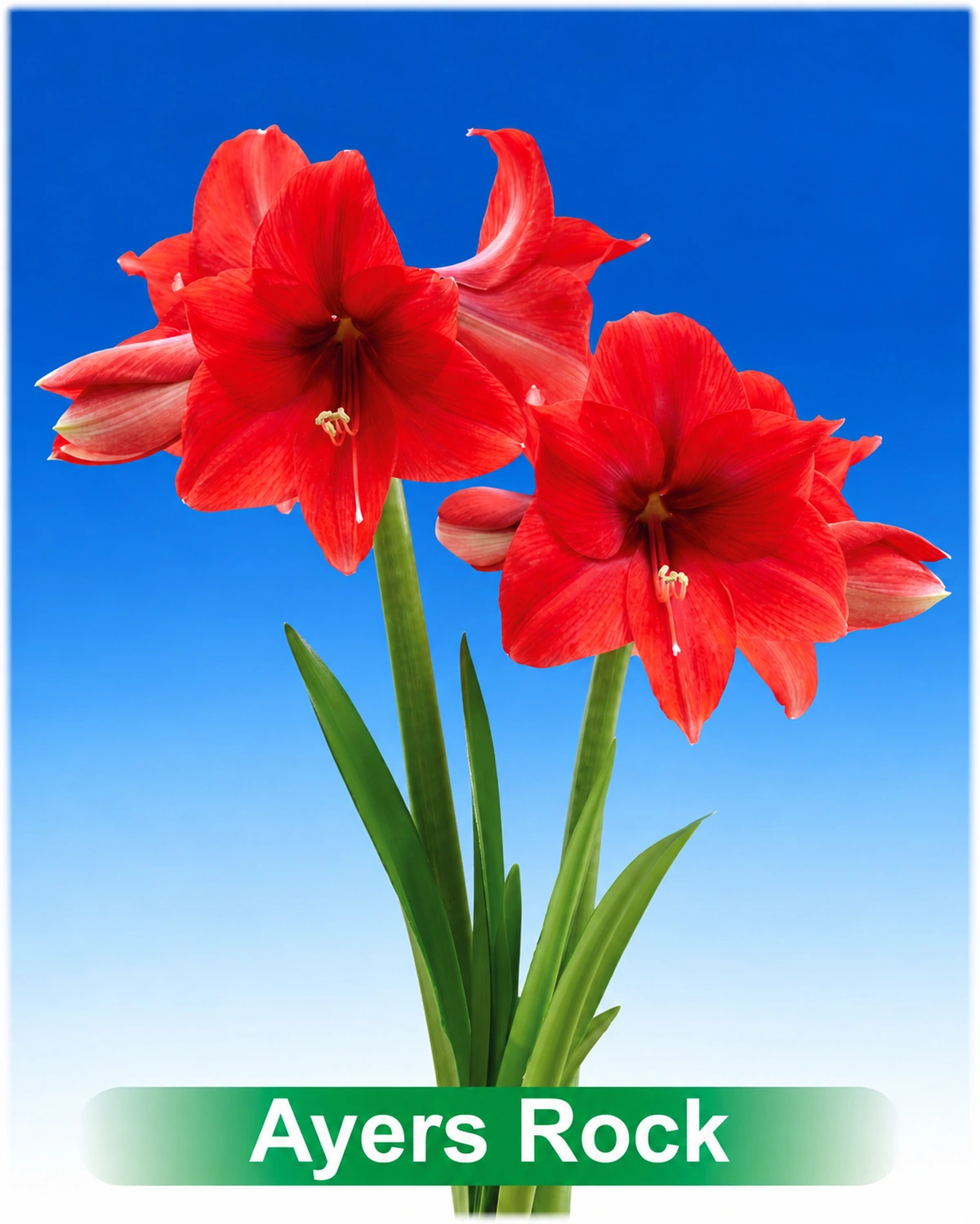 Ayers Rock® amaryllis van Park Amaryllis — Ayers Rock rode amaryllis van Park Amaryllis