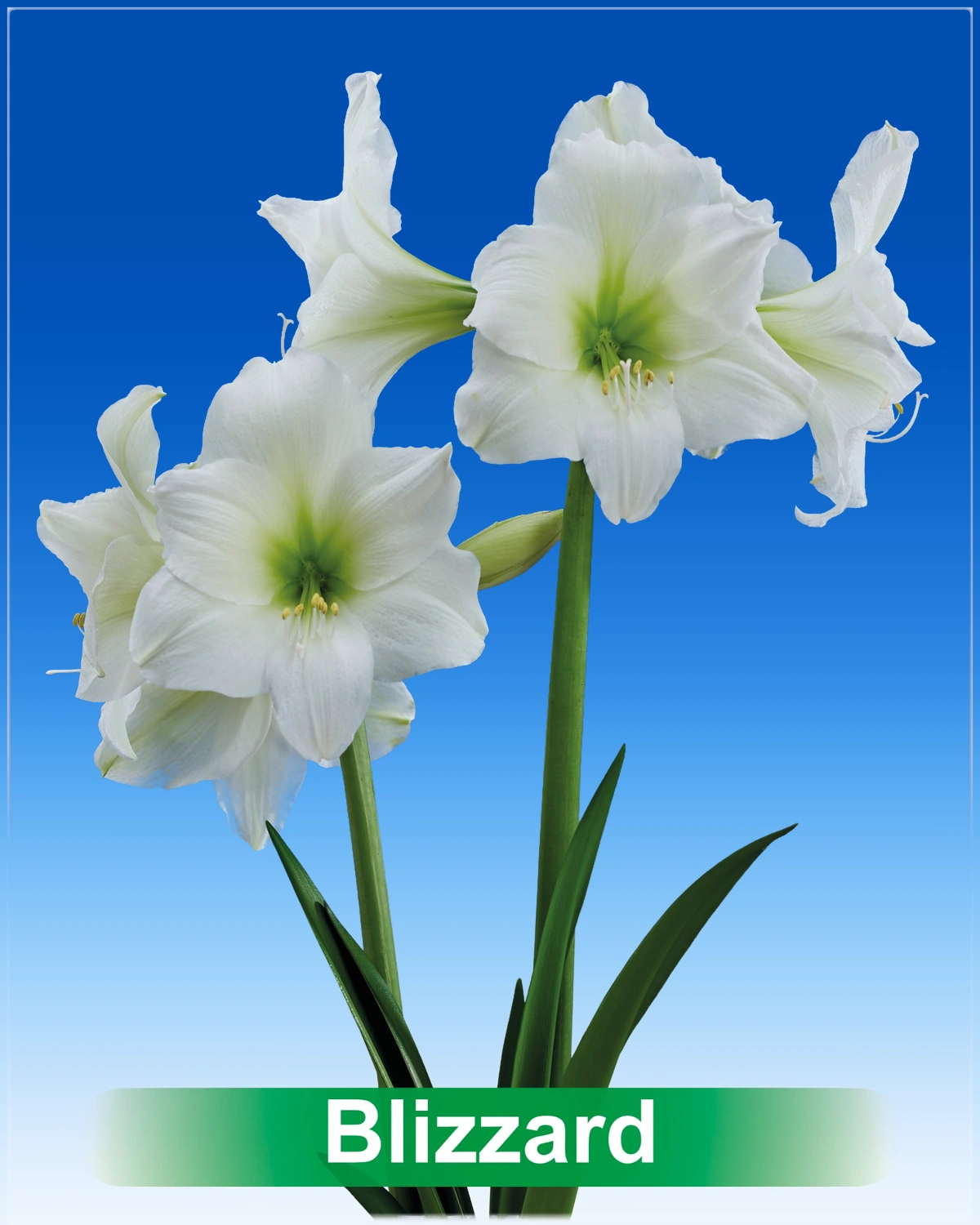 Blizzard® amaryllis van Park Amaryllis — Blizzard a white amaryllis from Park Amaryllis.