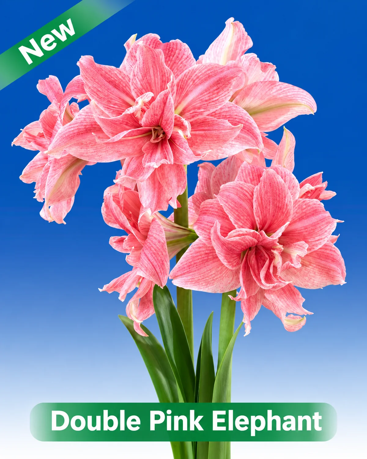 Double Pink Elephant® amaryllis van Park Amaryllis — Double Pink Elephant pink dubble flowering amaryllis from Park Amaryllis
