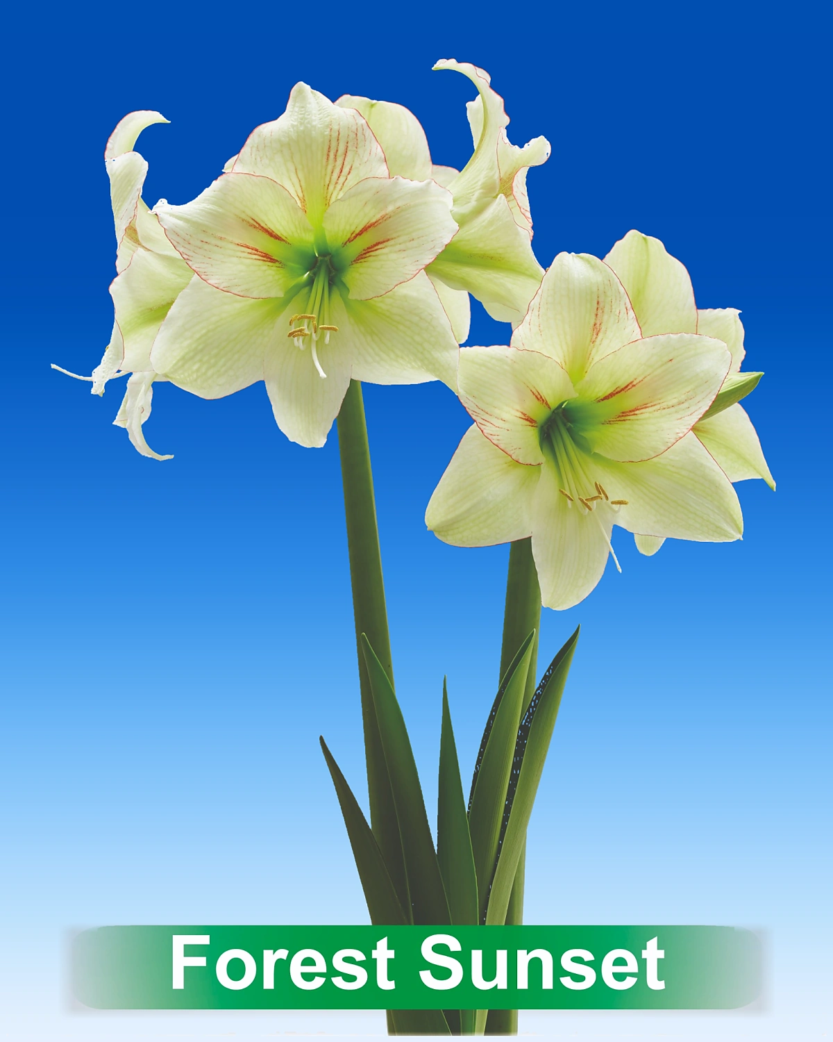 Forest Sunset® amaryllis van Park Amaryllis — Forest Sunset creme met rode amaryllis van Park Amaryllis