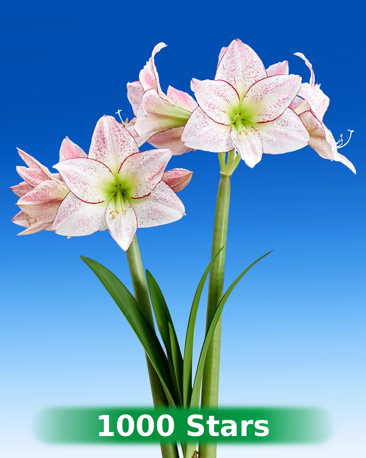 1000 Stars® amaryllis van Park Amaryllis — 1000 Stars white amaryllis with red speckles from Park Amaryllis