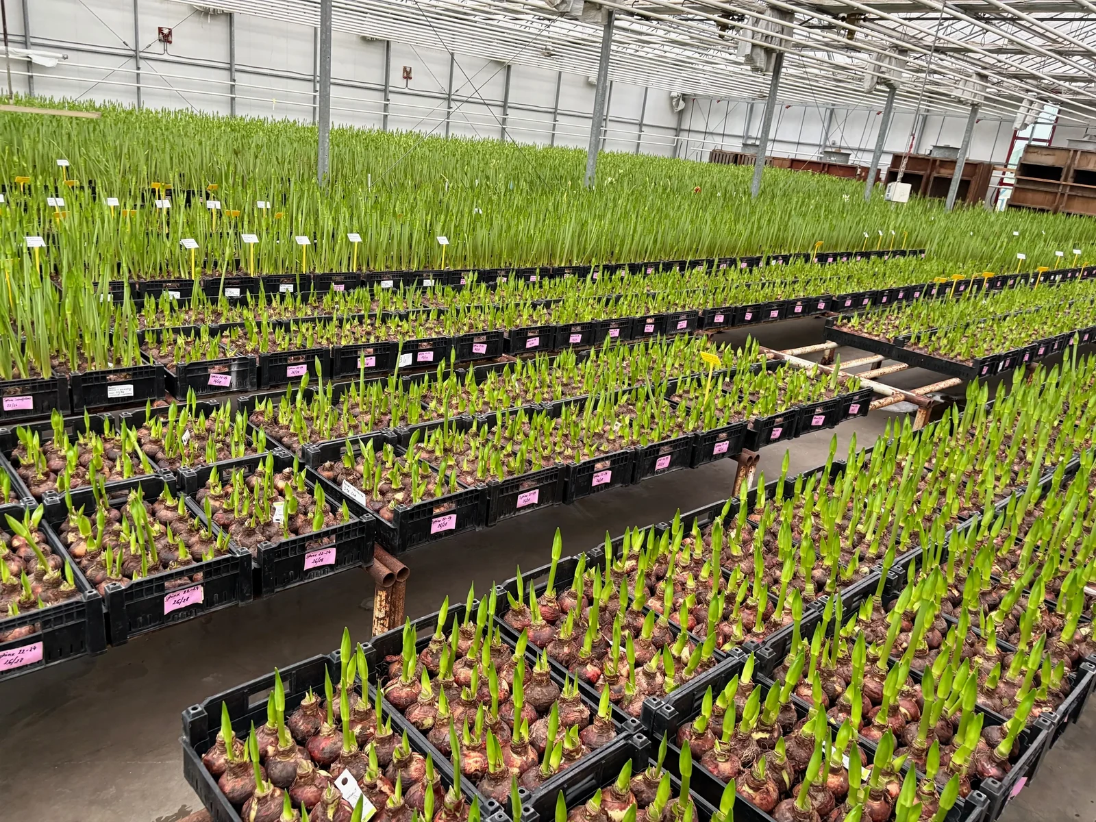 Park Amaryllis's water-forcing greenhouse full of crates of budding amaryllis bulbs — Grandiosa® concept