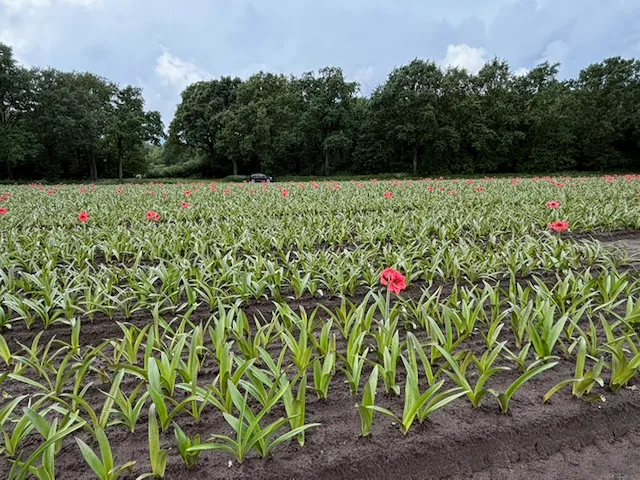 Amaryllis in open field at Park Amaryllis in Heiloo